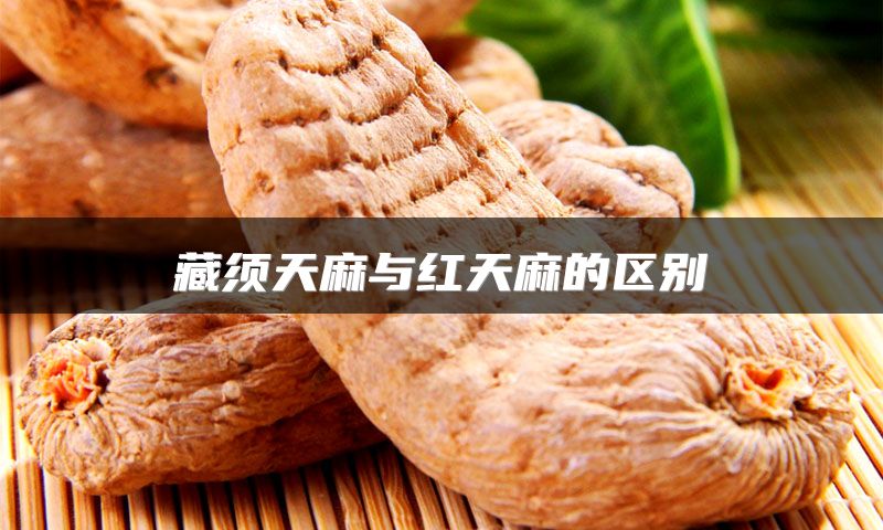 藏须天麻与红天麻的区别