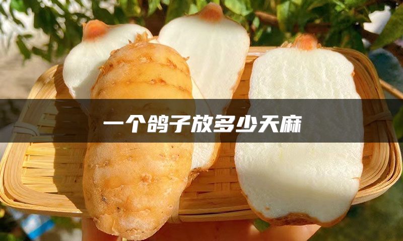 一个鸽子放多少天麻