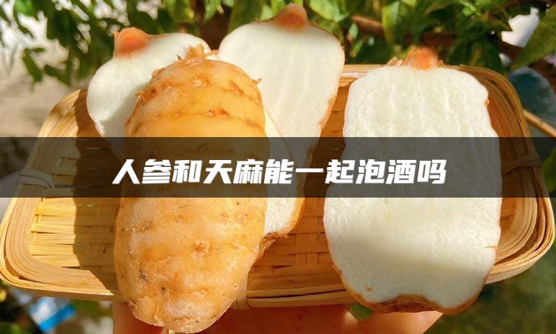 人参和天麻能一起泡酒吗