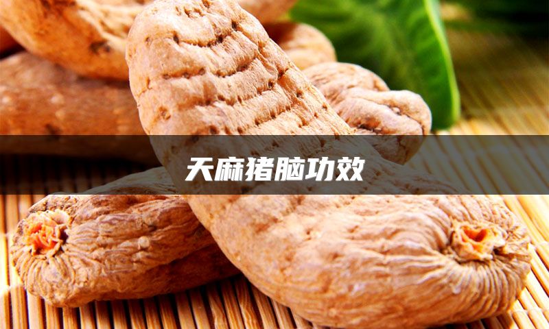 天麻猪脑功效