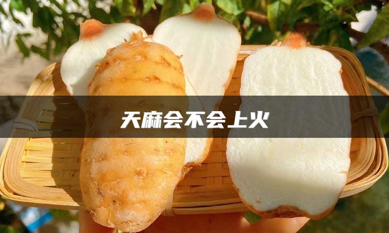 天麻会不会上火