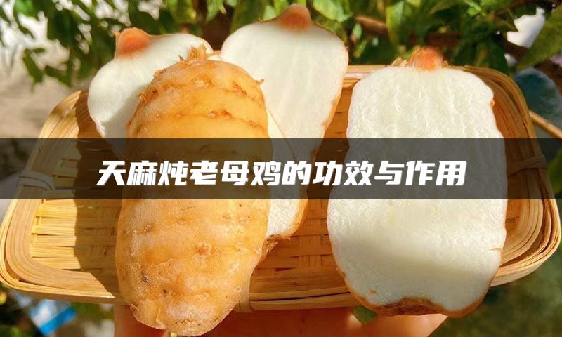 天麻炖老母鸡的功效与作用