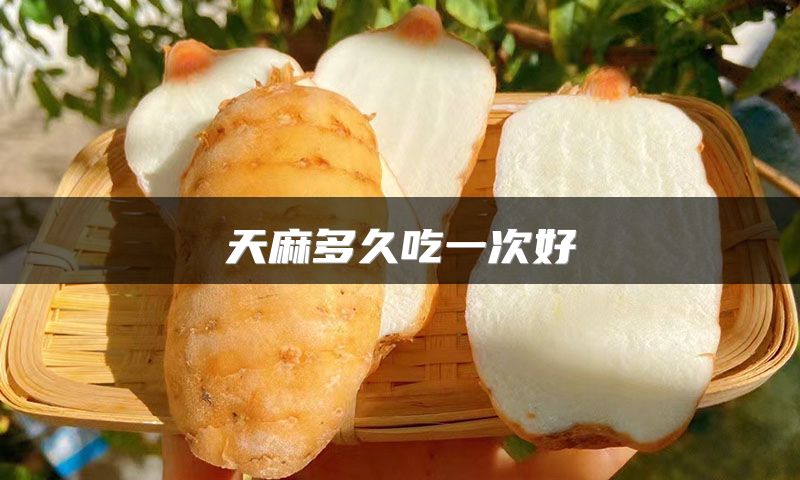 天麻多久吃一次好