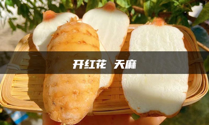 开红花旳天麻