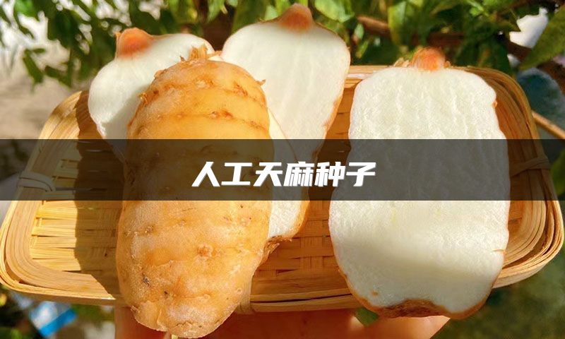 人工天麻种子