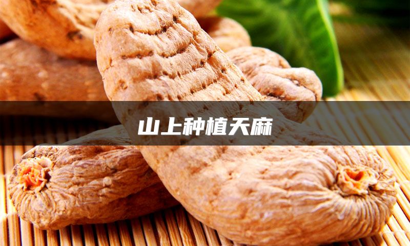 山上种植天麻