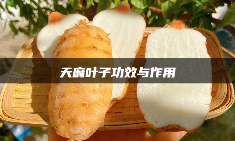 天麻叶子功效与作用