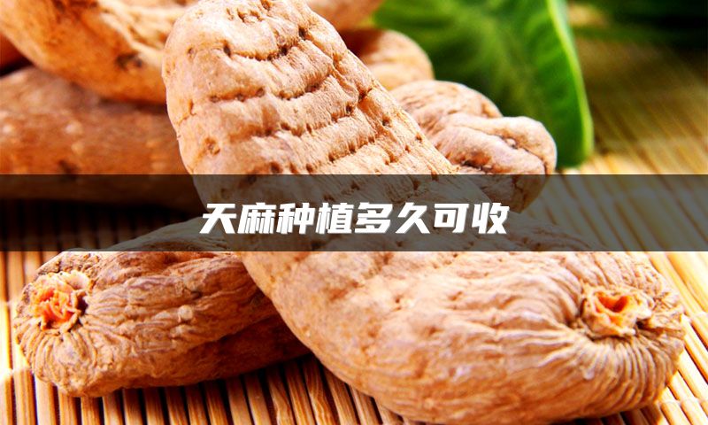 天麻种植多久可收