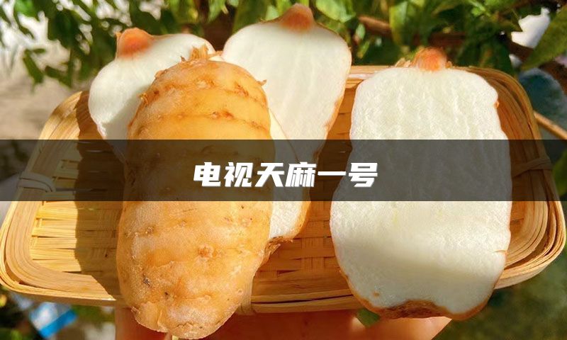 电视天麻一号