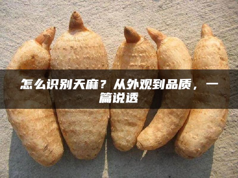 怎么识别天麻？从外观到品质，一篇说透