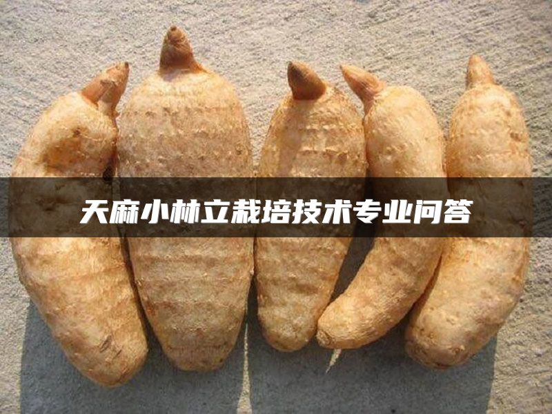 天麻小林立栽培技术专业问答