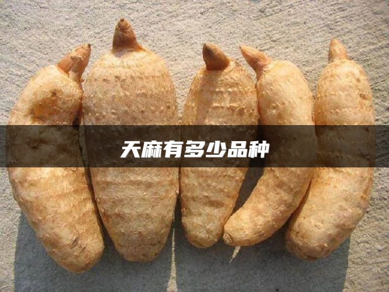 天麻有多少品种