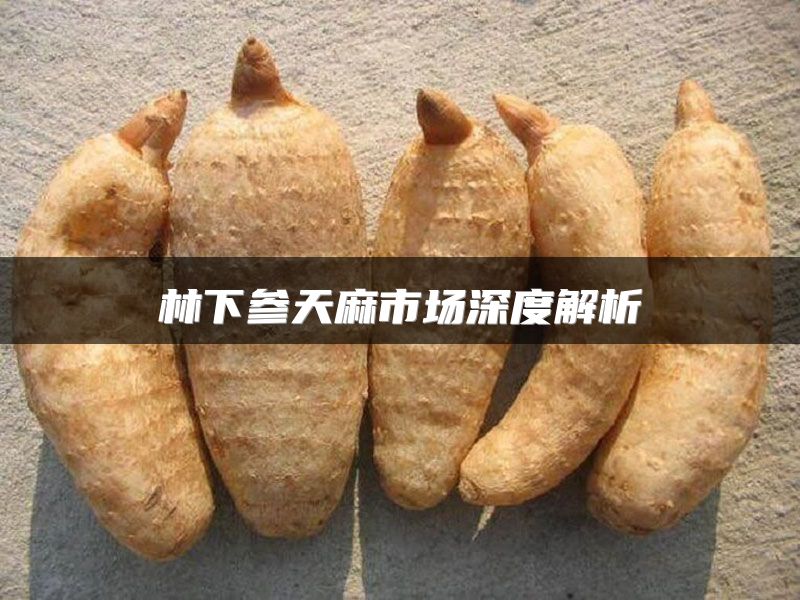 林下参天麻市场深度解析