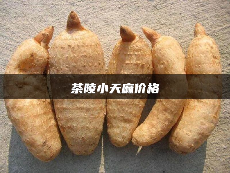 茶陵小天麻价格