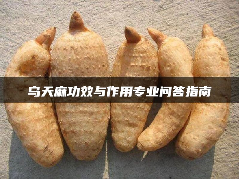 乌天麻功效与作用专业问答指南
