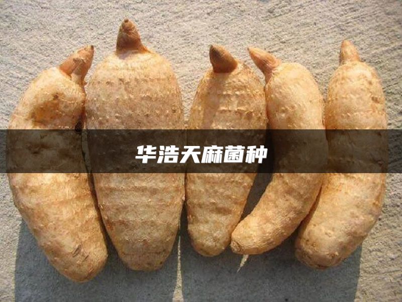 华浩天麻菌种