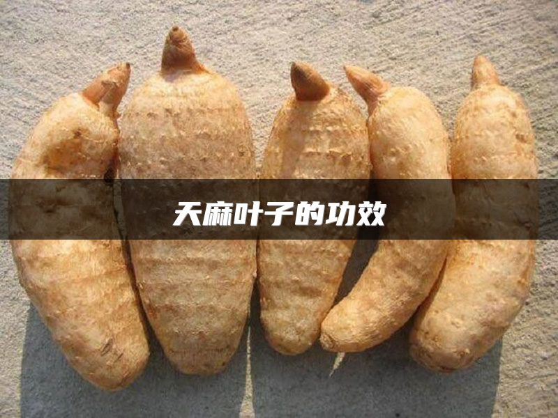 天麻叶子的功效