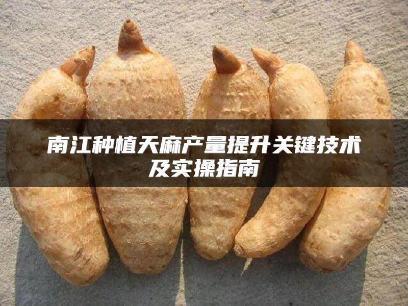 南江种植天麻产量提升关键技术及实操指南