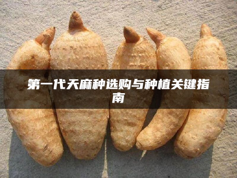 第一代天麻种选购与种植关键指南