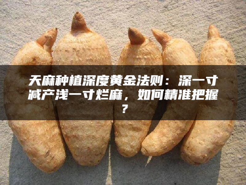 天麻种植深度黄金法则:深一寸减产浅一寸烂麻,如何精准把握?