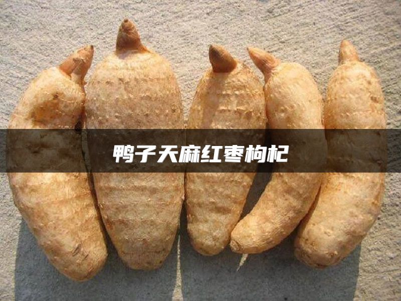 鸭子天麻红枣枸杞