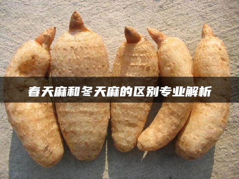 春天麻和冬天麻的区别专业解析
