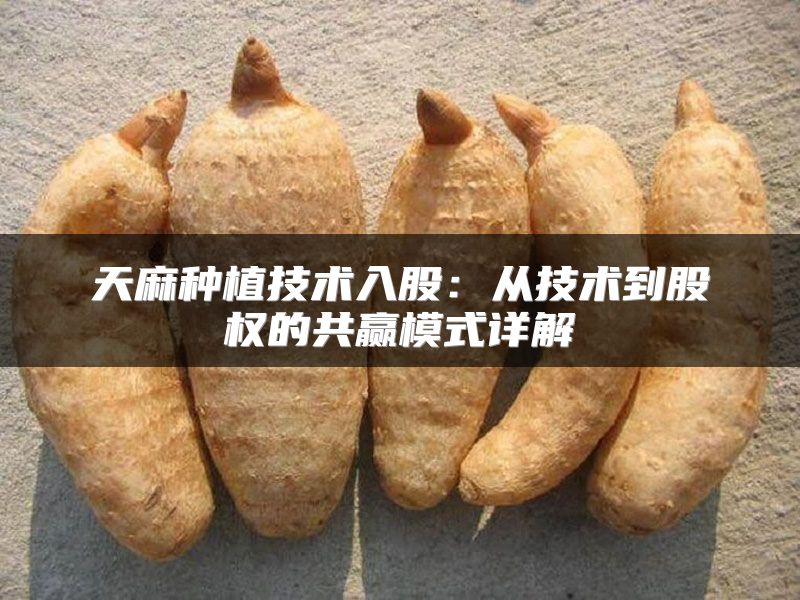 天麻种植技术入股：从技术到股权的共赢模式详解