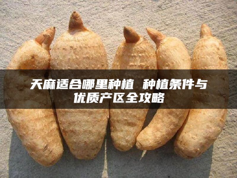 天麻适合哪里种植 种植条件与优质产区全攻略