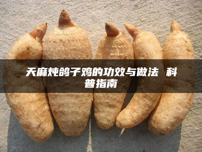 天麻炖鸽子鸡的功效与做法 科普指南