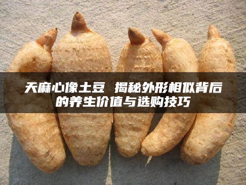 天麻心像土豆 揭秘外形相似背后的养生价值与选购技巧