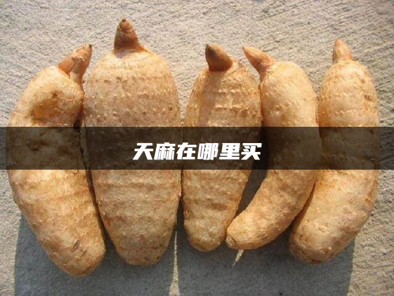 天麻在哪里买