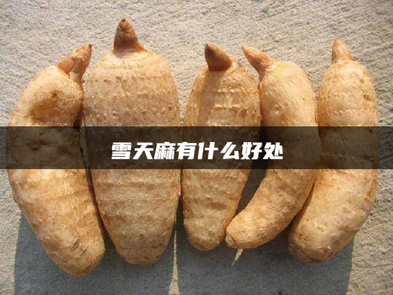 雪天麻有什么好处
