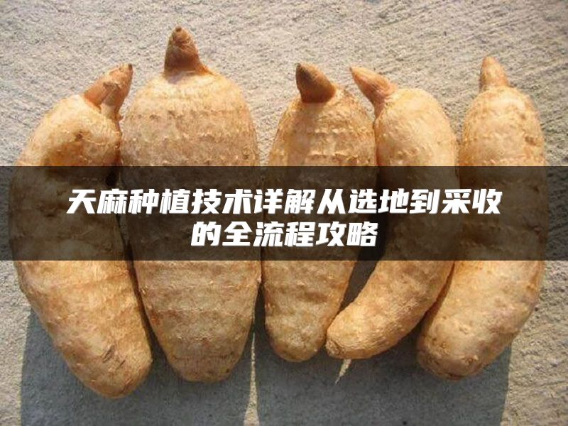 天麻种植技术详解从选地到采收的全流程攻略