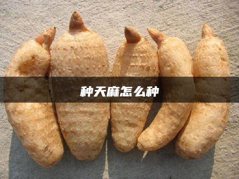 种天麻怎么种