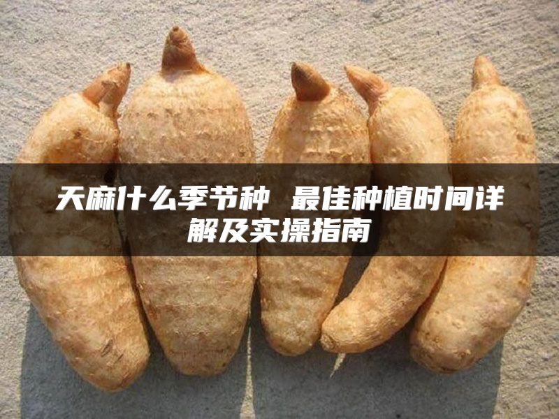 天麻什么季节种 最佳种植时间详解及实操指南