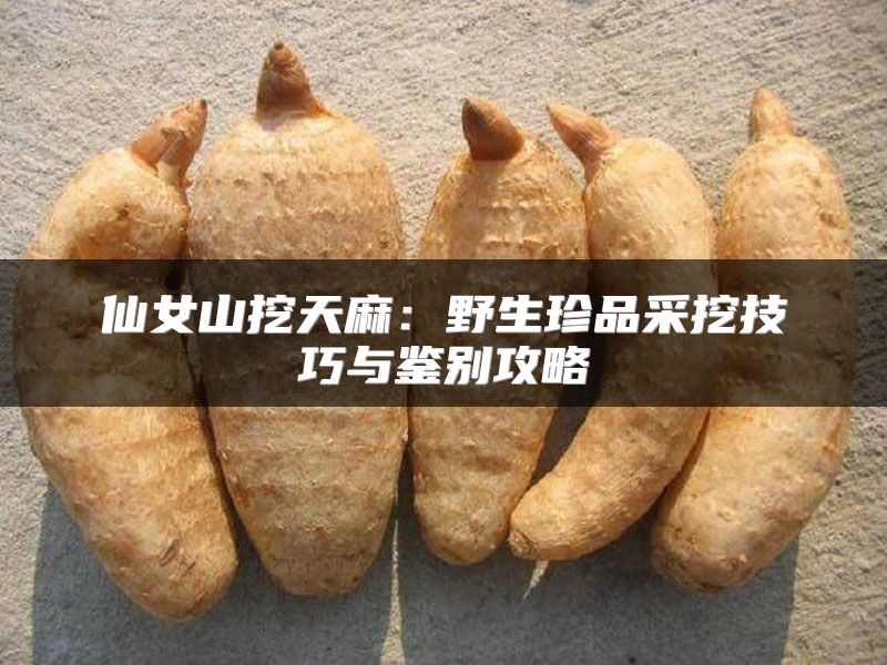 仙女山挖天麻:野生珍品采挖技巧与鉴别攻略