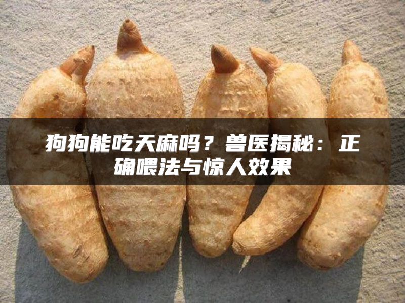 狗狗能吃天麻吗？兽医揭秘：正确喂法与惊人效果