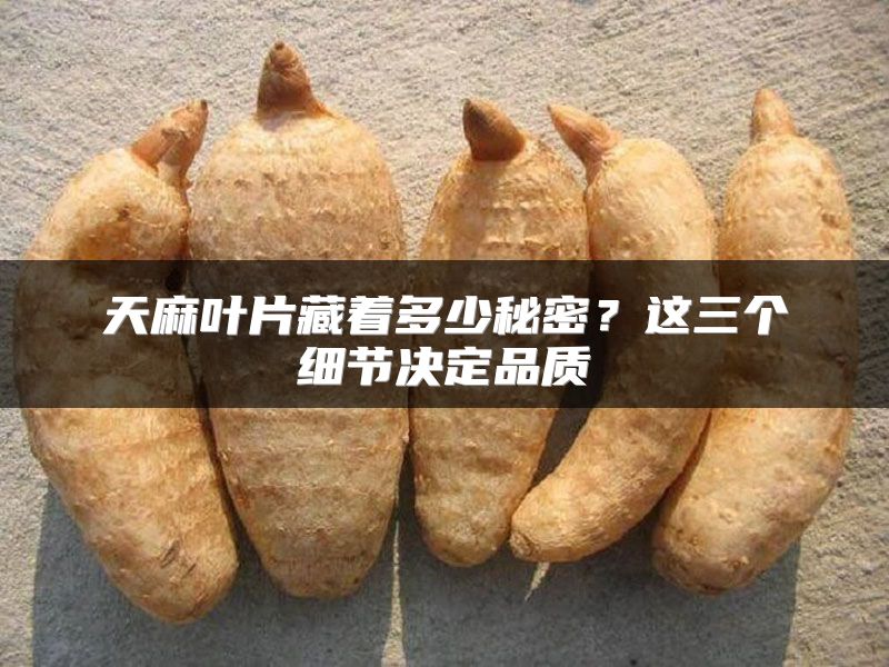 天麻叶片藏着多少秘密？这三个细节决定品质