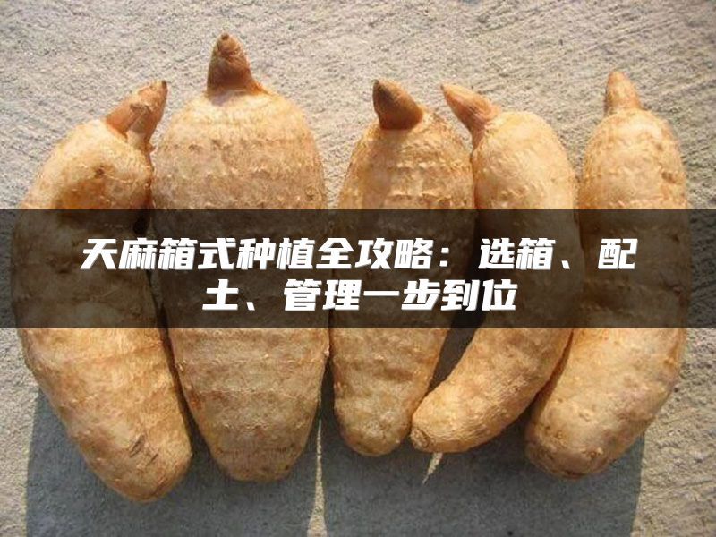 天麻箱式种植全攻略：选箱、配土、管理一步到位