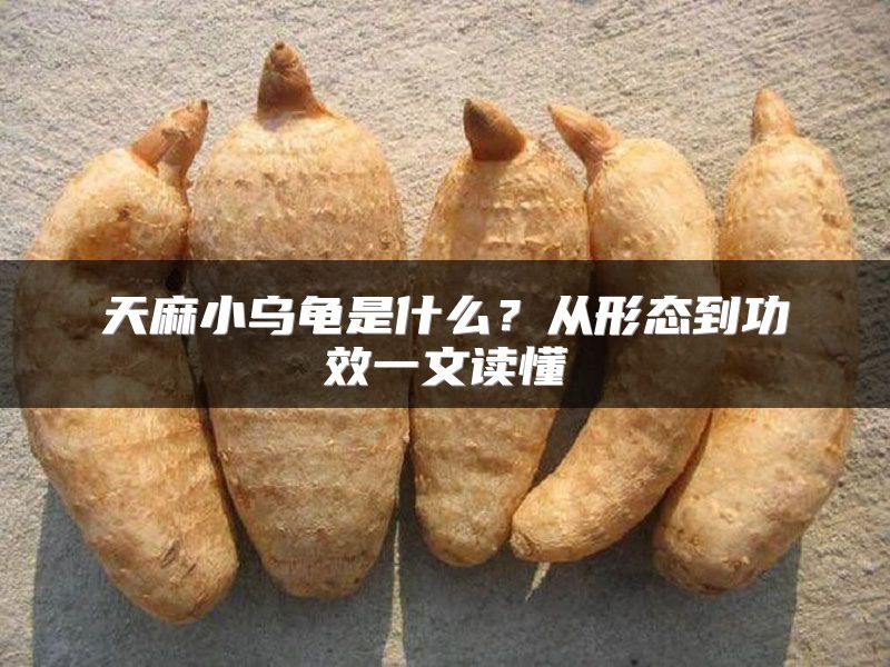 天麻小乌龟是什么？从形态到功效一文读懂