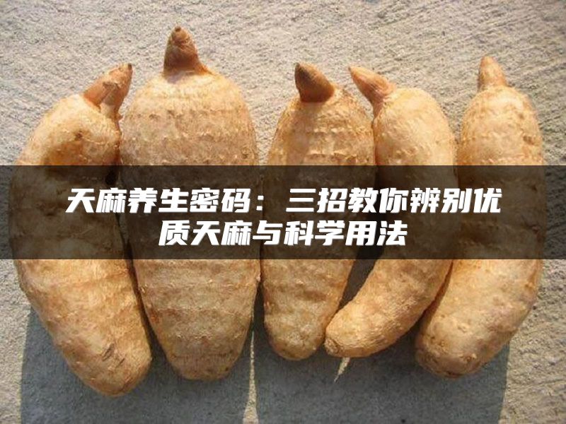 天麻养生密码：三招教你辨别优质天麻与科学用法