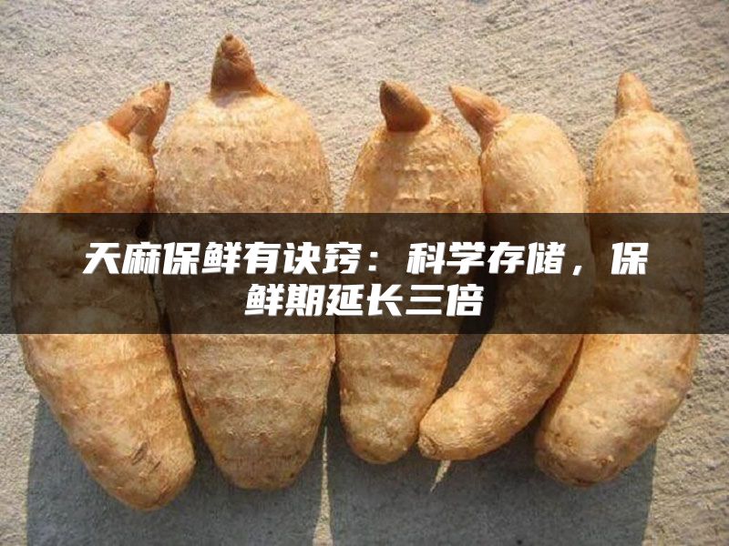 天麻保鲜有诀窍：科学存储，保鲜期延长三倍