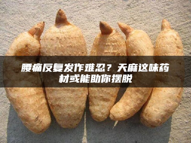 腰痛反复发作难忍？天麻这味药材或能助你摆脱