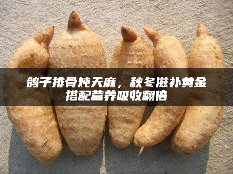 鸽子排骨炖天麻，秋冬滋补黄金搭配营养吸收翻倍