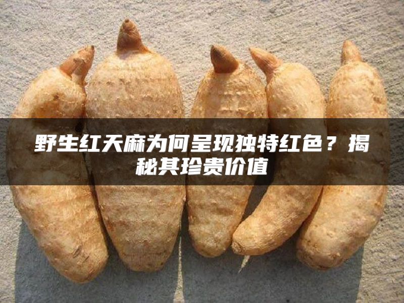 野生红天麻为何呈现独特红色？揭秘其珍贵价值
