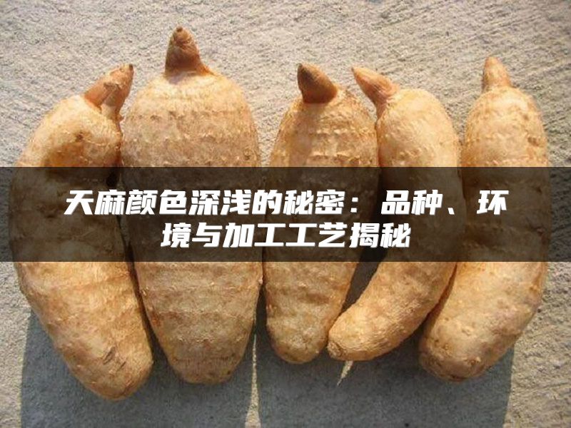 天麻颜色深浅的秘密：品种、环境与加工工艺揭秘
