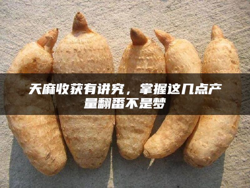 天麻收获有讲究，掌握这几点产量翻番不是梦