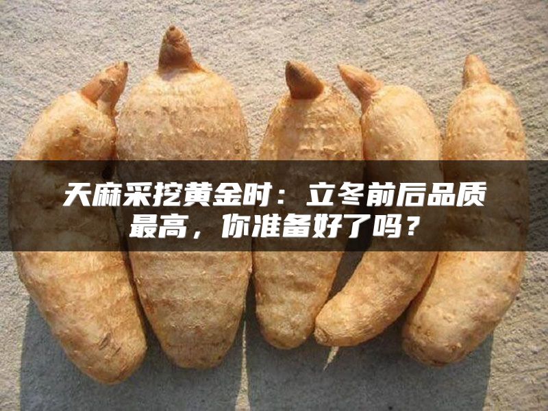 天麻采挖黄金时：立冬前后品质最高，你准备好了吗？