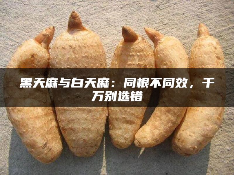 黑天麻与白天麻:同根不同效,千万别选错