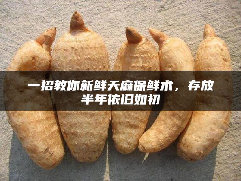 一招教你新鲜天麻保鲜术，存放半年依旧如初
